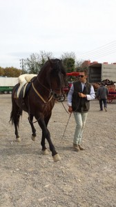 Doma de caballos , domador de caballos , enganches de caballos , caballos de enganche , caballos para bodas , enganches de caballos para bodas , caballos para comuniones, caballos para bautizos , carruajes de caballos , Barcelona , Tarragona 