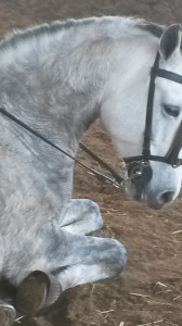  pupilaje de caballos, doma natural de caballos , caballos para espectáculos , caballos para eventos , caballos tres tombs , transporte de caballos , doma de potros,  presentador de cobras , cobras de yeguas ,  doma de caballos alta escuela , Barcelona , Tarragona  