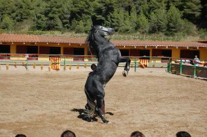 Doma de caballos , domador de caballos , enganches de caballos , caballos de enganche , caballos para bodas , enganches de caballos para bodas , caballos para comuniones, caballos para bautizos , carruajes de caballos , Barcelona , Tarragona 