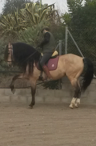 Doma de caballos , domador de caballos , enganches de caballos , caballos de enganche , caballos para bodas , enganches de caballos para bodas , caballos para comuniones, caballos para bautizos , carruajes de caballos , Barcelona , Tarragona 