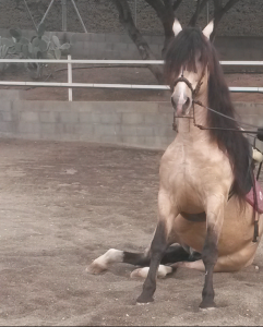 Doma de caballos , domador de caballos , enganches de caballos , caballos de enganche , caballos para bodas , enganches de caballos para bodas , caballos para comuniones, caballos para bautizos , carruajes de caballos , Barcelona , Tarragona 