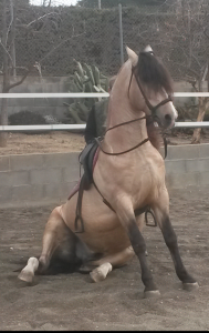  pupilaje de caballos, doma natural de caballos , caballos para espectáculos , caballos para eventos , caballos tres tombs , transporte de caballos , doma de potros,  presentador de cobras , cobras de yeguas ,  doma de caballos alta escuela , Barcelona , Tarragona  