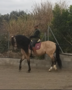 Doma de caballos , domador de caballos , enganches de caballos , caballos de enganche , caballos para bodas , enganches de caballos para bodas , caballos para comuniones, caballos para bautizos , carruajes de caballos , Barcelona , Tarragona 