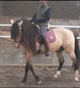 Doma de caballos , domador de caballos , enganches de caballos , caballos de enganche , caballos para bodas , enganches de caballos para bodas , caballos para comuniones, caballos para bautizos , carruajes de caballos , Barcelona , Tarragona 