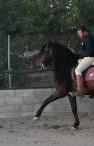 Doma de caballos , domador de caballos , enganches de caballos , caballos de enganche , caballos para bodas , enganches de caballos para bodas , caballos para comuniones, caballos para bautizos , carruajes de caballos , Barcelona , Tarragona 