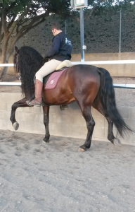 Doma de caballos , domador de caballos , enganches de caballos , caballos de enganche , caballos para bodas , enganches de caballos para bodas , caballos para comuniones, caballos para bautizos , carruajes de caballos , Barcelona , Tarragona 