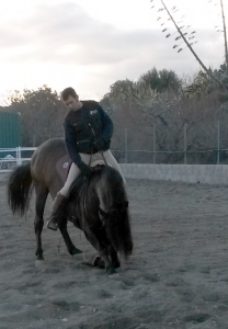  pupilaje de caballos, doma natural de caballos , caballos para espectáculos , caballos para eventos , caballos tres tombs , transporte de caballos , doma de potros,  presentador de cobras , cobras de yeguas ,  doma de caballos alta escuela , Barcelona , Tarragona  