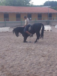 CABALLOS ENGANCHADOS, SE DOMAN CABALLOS PARA ENGANCHE, BARCELONA 