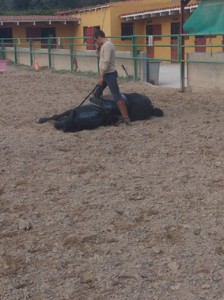 CABALLOS ENGANCHADOS, SE DOMAN CABALLOS PARA ENGANCHE, BARCELONA 