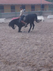 DOMA DE POTROS, CABALLOS ENGANCHADOS, SE DOMAN CABALLOS PARA ENGANCHE, BARCELONA 