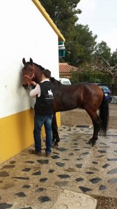 DOMA DE POTROS, CABALLOS ENGANCHADOS, SE DOMAN CABALLOS PARA ENGANCHE, BARCELONA 