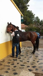 DOMA, DOMADOR DE CABALLOS, ENGANCHE CABALLOS, DOMA DE POTROS, CABALLOS ENGANCHADOS, SE DOMAN CABALLOS PARA ENGANCHE, BARCELONA 