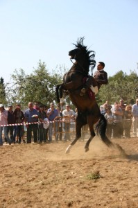 pupilaje de caballos, doma natural de caballos , caballos para espectáculos , caballos para eventos , caballos tres tombs , transporte de caballos , doma de potros,  presentador de cobras , cobras de yeguas ,  doma de caballos alta escuela , Barcelona , Tarragona  