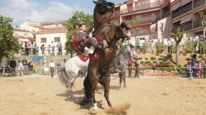 Doma de caballos , domador de caballos , enganches de caballos , caballos de enganche , caballos para bodas , enganches de caballos para bodas , caballos para comuniones, caballos para bautizos , carruajes de caballos , Barcelona , Tarragona 