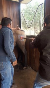 Doma de caballos , domador de caballos , enganches de caballos , caballos de enganche , caballos para bodas , enganches de caballos para bodas , caballos para comuniones, caballos para bautizos , carruajes de caballos , pupilaje de caballos, doma natural de caballos , caballos para espectáculos,  espectáculos ecuestres, caballos para eventos , caballos tres tombs , transporte de caballos , doma de potros,  presentador de cobras , cobras de yeguas ,  doma de caballos alta escuela , Barcelona , Tarragona, domador de caballos , doma de caballos , enganche de caballos . espectáculos ecuestres