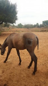 Doma de caballos , domador de caballos , enganches de caballos , caballos de enganche , caballos para bodas , enganches de caballos para bodas , caballos para comuniones, caballos para bautizos , carruajes de caballos , pupilaje de caballos, doma natural de caballos , caballos para espectáculos,  espectáculos ecuestres, caballos para eventos , caballos tres tombs , transporte de caballos , doma de potros,  presentador de cobras , cobras de yeguas ,  doma de caballos alta escuela , Barcelona , Tarragona, domador de caballos , doma de caballos , enganche de caballos . espectáculos ecuestres