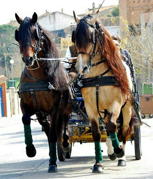 ENGANCHE DE CABALLOS A TRONCO