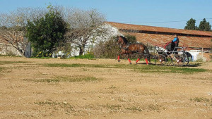 Doma de cavalls, domador de cavalls, enganxalls de cavalls, cavalls d'enganxament, cavalls per a noces, enganxalls de cavalls per a noces, cavalls per a comunions, cavalls per batejos, carruatges de cavalls, pupil•latge de cavalls, doma natural de cavalls, cavalls per a espectacles , espectacles eqüestres, cavalls per a esdeveniments, cavalls tres tombs, transport de cavalls, doma de poltres, presentador de cobres, cobres d'egües, doma de cavalls alta escola, Barcelona, Tarragona, domador de cavalls, doma de cavalls, enganxament de cavalls, espectacles eqüestres, doma clàssica, doma vaquera,