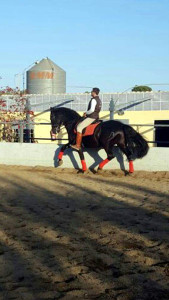 Doma de cavalls, domador de cavalls, enganxalls de cavalls, cavalls d'enganxament, cavalls per a noces, enganxalls de cavalls per a noces, cavalls per a comunions, cavalls per batejos, carruatges de cavalls, pupil•latge de cavalls, doma natural de cavalls, cavalls per a espectacles , espectacles eqüestres, cavalls per a esdeveniments, cavalls tres tombs, transport de cavalls, doma de poltres, presentador de cobres, cobres d'egües, doma de cavalls alta escola, Barcelona, Tarragona, domador de cavalls, doma de cavalls, enganxament de cavalls, espectacles eqüestres, doma clàssica, doma vaquera