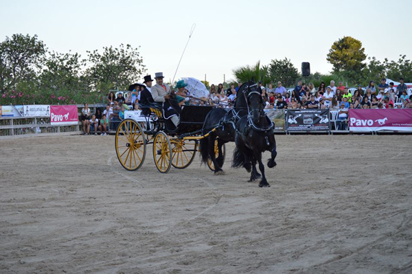 Doma de cavalls, domador de cavalls, enganxalls de cavalls, cavalls d'enganxament, cavalls per a noces, enganxalls de cavalls per a noces, cavalls per a comunions, cavalls per batejos, carruatges de cavalls, pupil•latge de cavalls, doma natural de cavalls, cavalls per a espectacles , espectacles eqüestres, cavalls per a esdeveniments, cavalls tres tombs, transport de cavalls, doma de poltres, presentador de cobres, cobres d'egües, doma de cavalls alta escola, Barcelona, Tarragona, domador de cavalls, doma de cavalls, enganxament de cavalls, espectacles eqüestres, doma clàssica, doma vaquera,