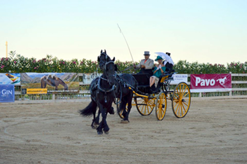 Doma de caballos , domador de caballos , enganches de caballos , caballos de enganche , caballos para bodas , enganches de caballos para bodas , caballos para comuniones, caballos para bautizos , carruajes de caballos , pupilaje de caballos, doma natural de caballos , caballos para espectáculos,  espectáculos ecuestres, caballos para eventos , caballos tres tombs , transporte de caballos , doma de potros,  presentador de cobras , cobras de yeguas ,  doma de caballos alta escuela , Barcelona , Tarragona, domador de caballos , doma de caballos , enganche de caballos , espectáculos ecuestres ,doma clásica, doma vaquera