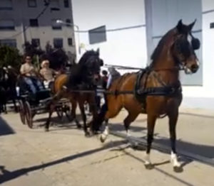 Doma de caballos , domador de caballos , enganches de caballos , caballos de enganche , caballos para bodas , enganches de caballos para bodas , caballos para comuniones, caballos para bautizos , carruajes de caballos , pupilaje de caballos, doma natural de caballos , caballos para espectáculos,  espectáculos ecuestres, caballos para eventos , caballos tres tombs , transporte de caballos , doma de potros,  presentador de cobras , cobras de yeguas ,  doma de caballos alta escuela , Barcelona , Tarragona, domador de caballos , doma de caballos , enganche de caballos , espectáculos ecuestres ,doma clásica, doma vaquera,