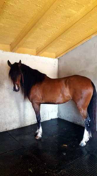 Doma de caballos , domador de caballos , enganches de caballos , caballos de enganche , caballos para bodas , enganches de caballos para bodas , caballos para comuniones, caballos para bautizos , carruajes de caballos , pupilaje de caballos, doma natural de caballos , caballos para espectáculos,  espectáculos ecuestres, caballos para eventos , caballos tres tombs , transporte de caballos , doma de potros,  presentador de cobras , cobras de yeguas ,  doma de caballos alta escuela , Barcelona , Tarragona, domador de caballos , doma de caballos , enganche de caballos , espectáculos ecuestres ,doma clásica, doma vaquera