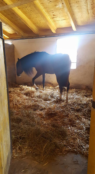 Doma de cavalls, domador de cavalls, enganxalls de cavalls, cavalls d'enganxament, cavalls per a noces, enganxalls de cavalls per a noces, cavalls per a comunions, cavalls per batejos, carruatges de cavalls, pupil•latge de cavalls, doma natural de cavalls, cavalls per a espectacles , espectacles eqüestres, cavalls per a esdeveniments, cavalls tres tombs, transport de cavalls, doma de poltres, presentador de cobres, cobres d'egües, doma de cavalls alta escola, Barcelona, Tarragona, domador de cavalls, doma de cavalls, enganxament de cavalls, espectacles eqüestres, doma clàssica, doma vaquera