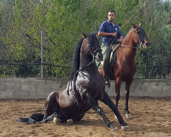 Doma de cavalls, domador de cavalls, enganxalls de cavalls, cavalls d'enganxament, cavalls per a noces, enganxalls de cavalls per a noces, cavalls per a comunions, cavalls per batejos, carruatges de cavalls, pupil•latge de cavalls, doma natural de cavalls, cavalls per a espectacles , espectacles eqüestres, cavalls per a esdeveniments, cavalls tres tombs, transport de cavalls, doma de poltres, presentador de cobres, cobres d'egües, doma de cavalls alta escola, Barcelona, Tarragona, domador de cavalls, doma de cavalls, enganxament de cavalls, espectacles eqüestres, doma clàssica, doma vaquera