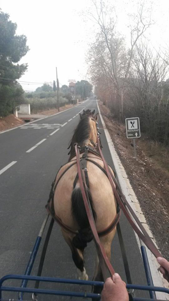 Doma de caballos , domador de caballos , enganches de caballos , caballos de enganche , caballos para bodas , enganches de caballos para bodas , caballos para comuniones, caballos para bautizos , carruajes de caballos , pupilaje de caballos, doma natural de caballos , caballos para espectáculos,  espectáculos ecuestres, caballos para eventos , caballos tres tombs , transporte de caballos , doma de potros,  presentador de cobras , cobras de yeguas ,  doma de caballos alta escuela , Barcelona , Tarragona, domador de caballos , doma de caballos , enganche de caballos , espectáculos ecuestres ,doma clásica, doma vaquera, Lérida, Gerona, Girona, Lleida, caballos resabiados, reciclaje de caballos, Valls, Villafranca del penedés, Vendrell, La bisbal del penedés, Reus, pupilaje y doma de caballos, centro  ecuestre, clases de equitación, centro hípico