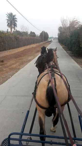 Doma de caballos , domador de caballos , enganches de caballos , caballos de enganche , caballos para bodas , enganches de caballos para bodas , caballos para comuniones, caballos para bautizos , carruajes de caballos , pupilaje de caballos, doma natural de caballos , caballos para espectáculos,  espectáculos ecuestres, caballos para eventos , caballos tres tombs , transporte de caballos , doma de potros,  presentador de cobras , cobras de yeguas ,  doma de caballos alta escuela , Barcelona , Tarragona, domador de caballos , doma de caballos , enganche de caballos , espectáculos ecuestres ,doma clásica, doma vaquera, Lérida, Gerona, Girona, Lleida, caballos resabiados, reciclaje de caballos, Valls, Villafranca del penedés, Vendrell, La bisbal del penedés, Reus, pupilaje y doma de caballos, centro  ecuestre, clases de equitación, centro hípico